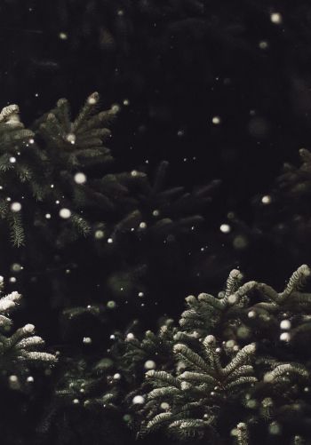 spruce, snowfall Wallpaper 1668x2388