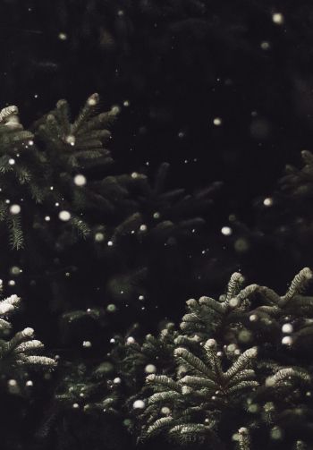 spruce, snowfall Wallpaper 1640x2360