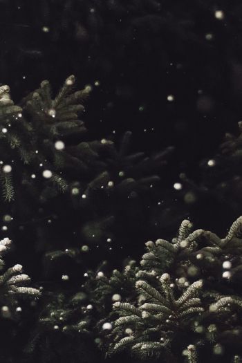 spruce, snowfall Wallpaper 640x960