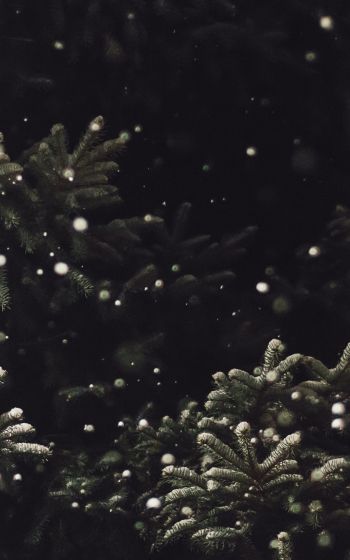 spruce, snowfall Wallpaper 1200x1920
