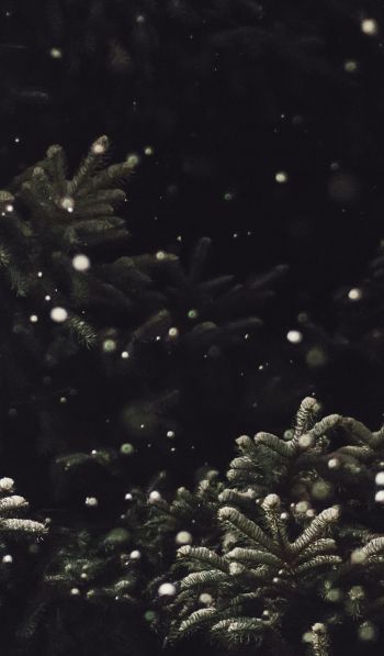 spruce, snowfall Wallpaper 600x1024
