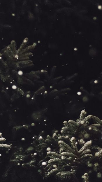 spruce, snowfall Wallpaper 640x1136