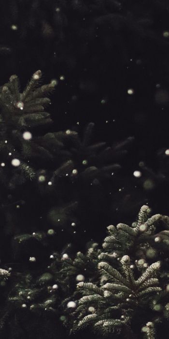 spruce, snowfall Wallpaper 720x1440