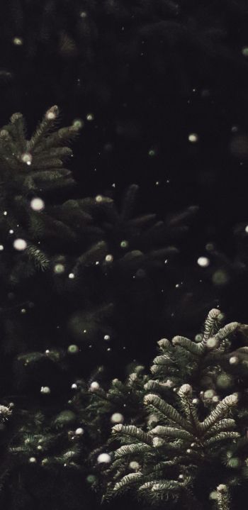 spruce, snowfall Wallpaper 1080x2220