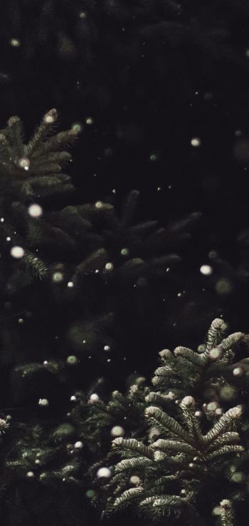 spruce, snowfall Wallpaper 720x1520