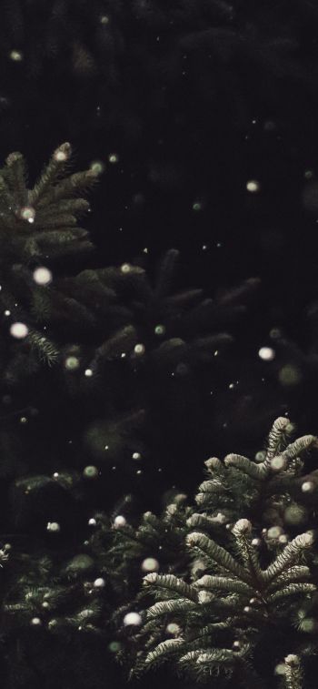 spruce, snowfall Wallpaper 828x1792