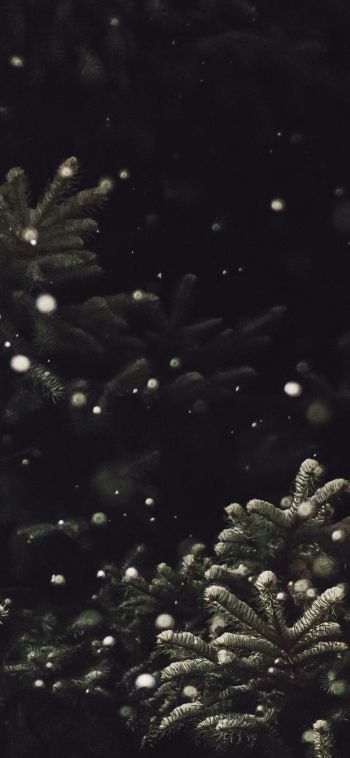 spruce, snowfall Wallpaper 1080x2340