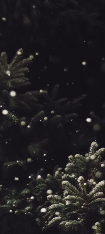 spruce, snowfall Wallpaper 1080x2400