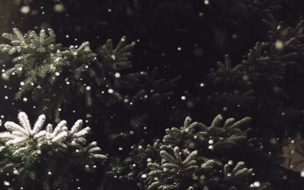 spruce, snowfall Wallpaper 2560x1600