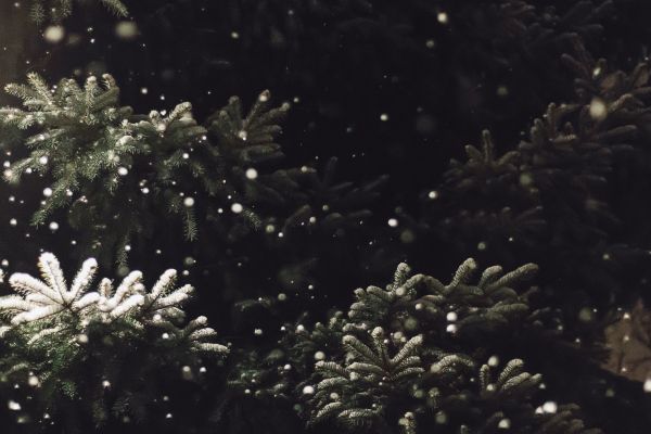 spruce, snowfall Wallpaper 5015x3344
