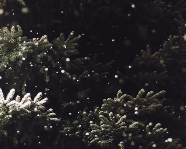 spruce, snowfall Wallpaper 1280x1024