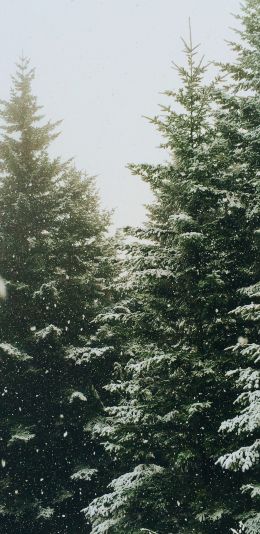 spruce, snowfall, winter Wallpaper 1080x2220