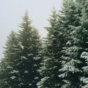 spruce, snowfall, winter Wallpaper 2448x2448