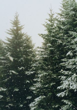 spruce, snowfall, winter Wallpaper 1640x2360