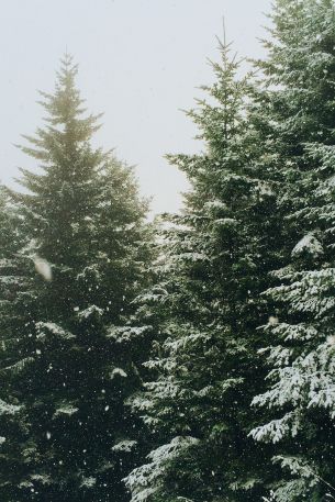 spruce, snowfall, winter Wallpaper 640x960