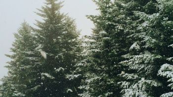 Обои 1920x1080 ель, снегопад, зима