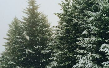 Обои 1920x1200 ель, снегопад, зима
