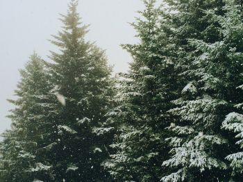 Обои 800x600 ель, снегопад, зима