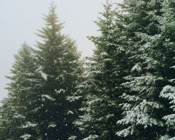 Обои 1280x1024 ель, снегопад, зима
