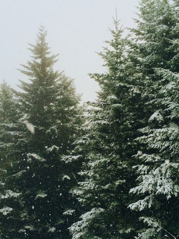 Обои 1620x2160 ель, снегопад, зима