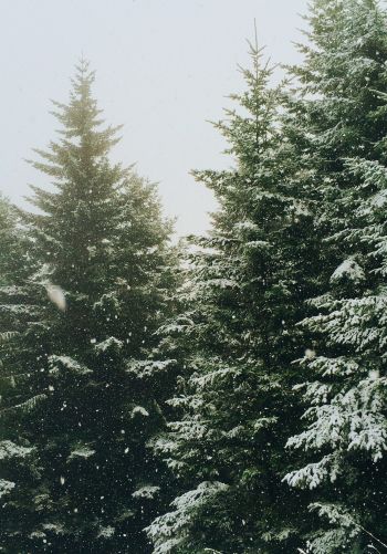 spruce, snowfall, winter Wallpaper 1668x2388