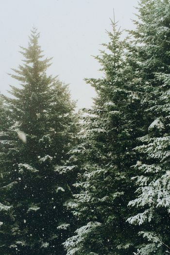 spruce, snowfall, winter Wallpaper 640x960