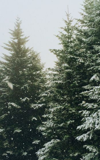 spruce, snowfall, winter Wallpaper 1200x1920