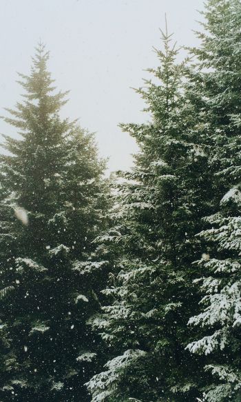 spruce, snowfall, winter Wallpaper 1200x2000