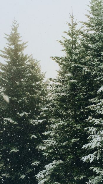 spruce, snowfall, winter Wallpaper 750x1334
