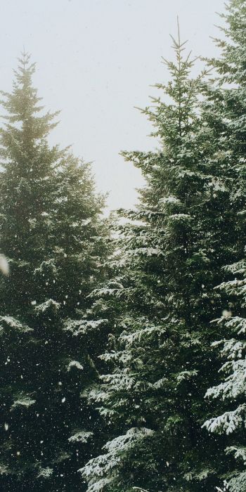 spruce, snowfall, winter Wallpaper 720x1440