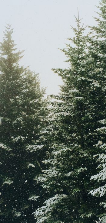 spruce, snowfall, winter Wallpaper 720x1520