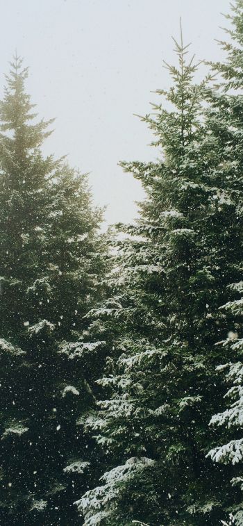 spruce, snowfall, winter Wallpaper 828x1792