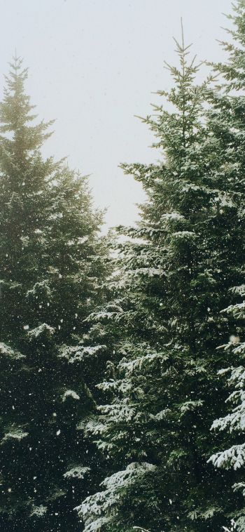 spruce, snowfall, winter Wallpaper 1080x2340