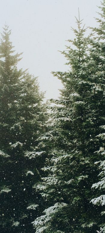 spruce, snowfall, winter Wallpaper 1080x2400