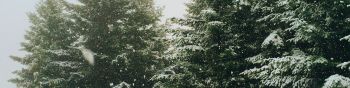 spruce, snowfall, winter Wallpaper 1590x400