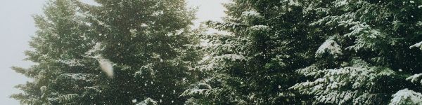 spruce, snowfall, winter Wallpaper 1590x400