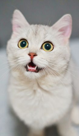 cat, look Wallpaper 600x1024