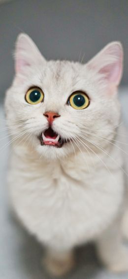 cat, look Wallpaper 1080x2340