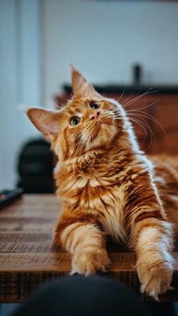 maine coon, cat, redhead Wallpaper 2160x3840