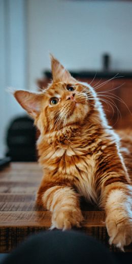 maine coon, cat, redhead Wallpaper 720x1440