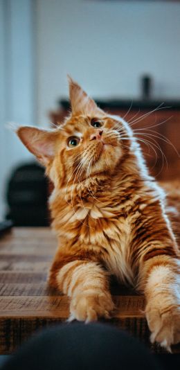 maine coon, cat, redhead Wallpaper 1080x2220