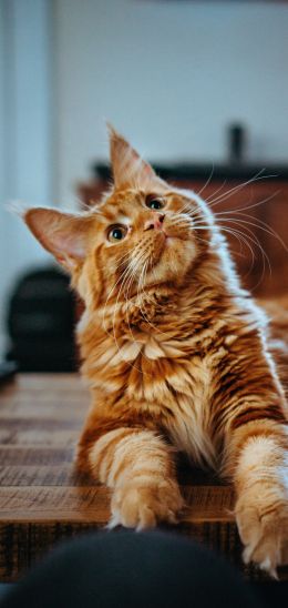 maine coon, cat, redhead Wallpaper 1440x3040