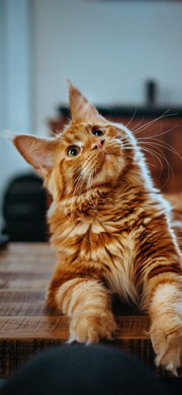 maine coon, cat, redhead Wallpaper 1125x2436