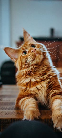 maine coon, cat, redhead Wallpaper 1080x2400