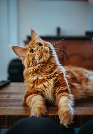 maine coon, cat, redhead Wallpaper 1640x2360