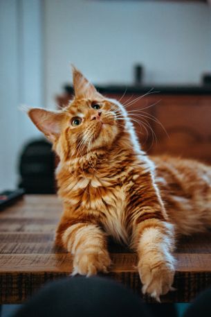 maine coon, cat, redhead Wallpaper 640x960