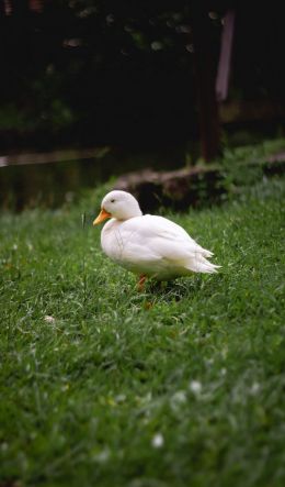 duck, white, crackles Wallpaper 600x1024