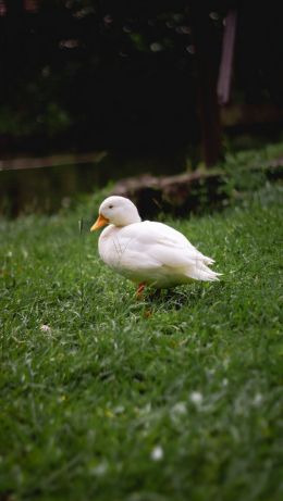 duck, white, crackles Wallpaper 640x1136