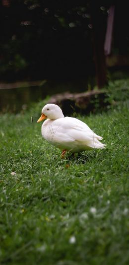 duck, white, crackles Wallpaper 1440x2960