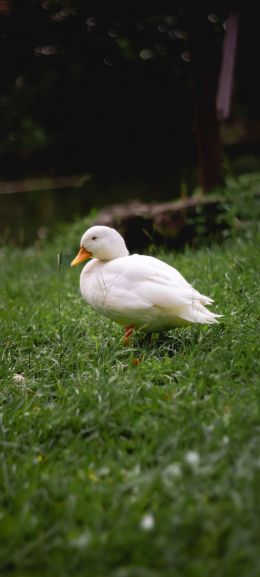 duck, white, crackles Wallpaper 1080x2400